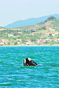 /fotos/turismo/20090802/notas_t/ballena.jpg
