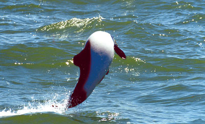 Foto de una tonina overa saltando sobre el agua con ímpetu frente a la embarcación turística.