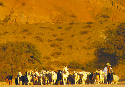 Un naranja atardecer frente a una pastora con sus cabras, una imagen cafayateña de pura cepa.