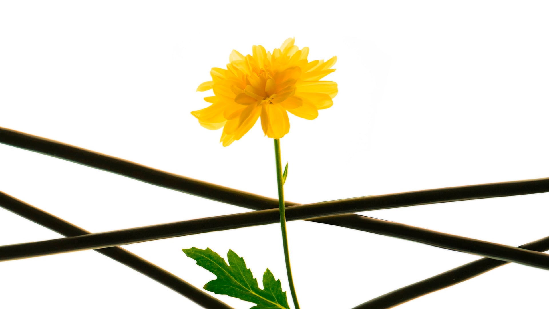 Muestra Contraviento