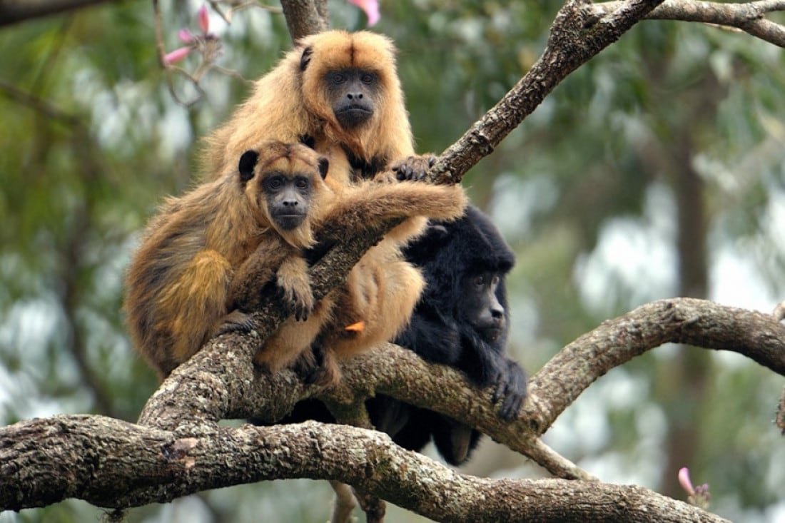 monos carayá