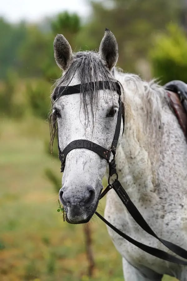 Caballo blanco
