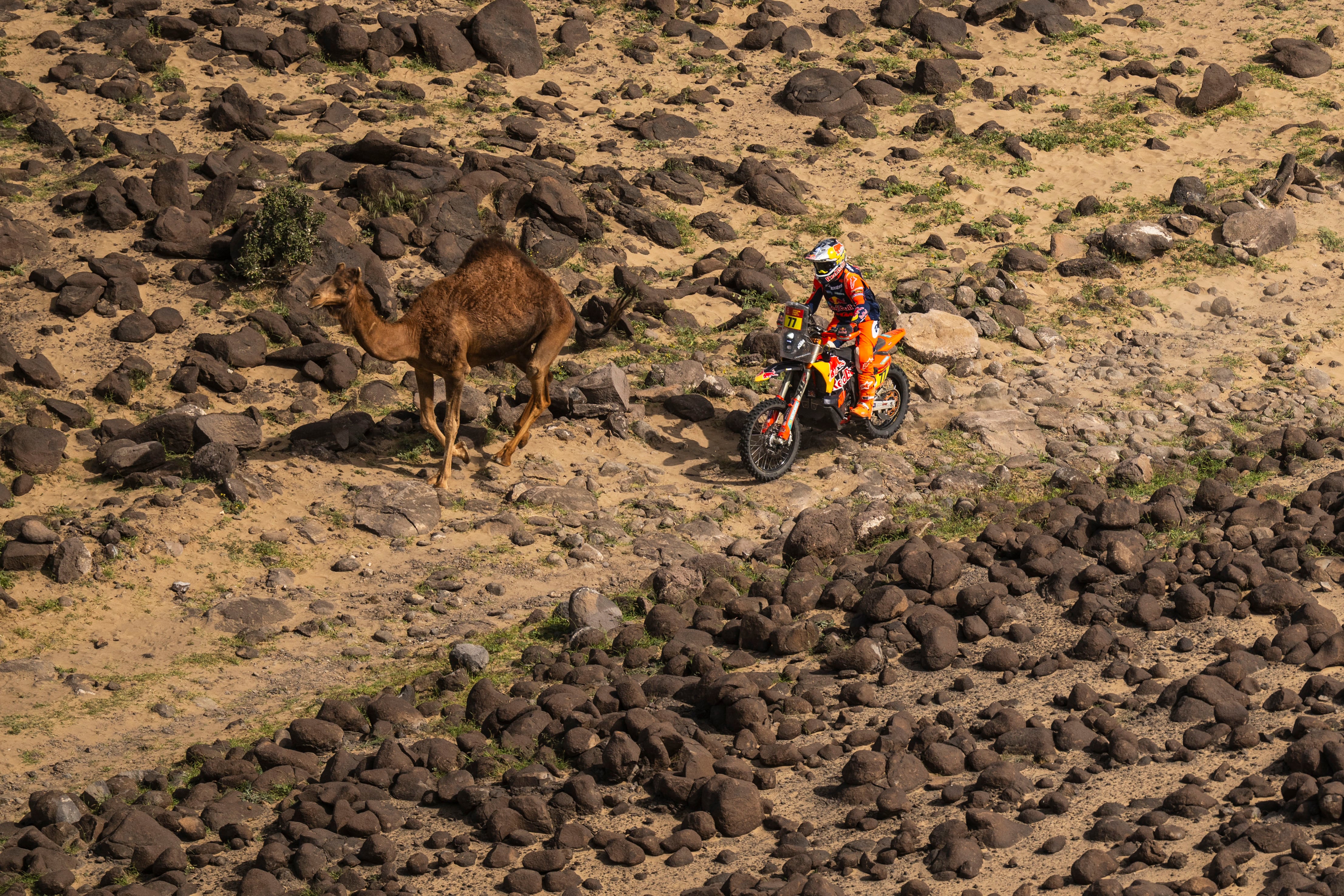 YANBU (ARABIA SAUDÍ), 16/01/2026.-El piloto argentino Luciano Benavides, este viernes durante la duodécima etapa del Dakar en Arabia Saudí.- EFE/ Red Bull KTM Factory Racing ***SOLO USO EDITORIAL/SOLO DISPONIBLE PARA ILUSTRAR LA NOTICIA QUE ACOMPAÑA (CRÉDITO OBLIGATORIO)***