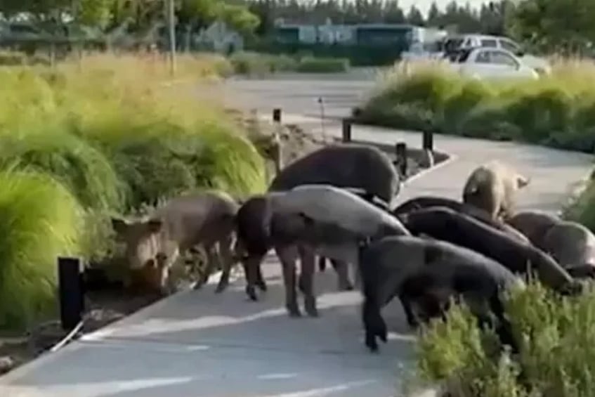 Chanchos salvajes en Nordelta