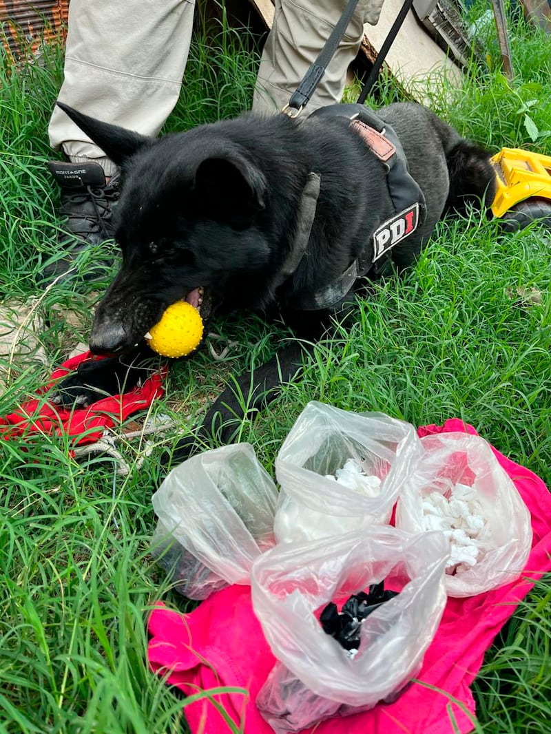 ALLANAMIENTO, POLICIA DE INVESTIGACION, PDI, SANTA FE, 400 DOSIS DE COCAINA, PERRO DETECTOR KENZO, DETENIDOS, Sandra Beatriz P. de 51 años, Rosario Andrea V. (23), Rocío Margarita A. (38) y Diego Adrián M. (41)