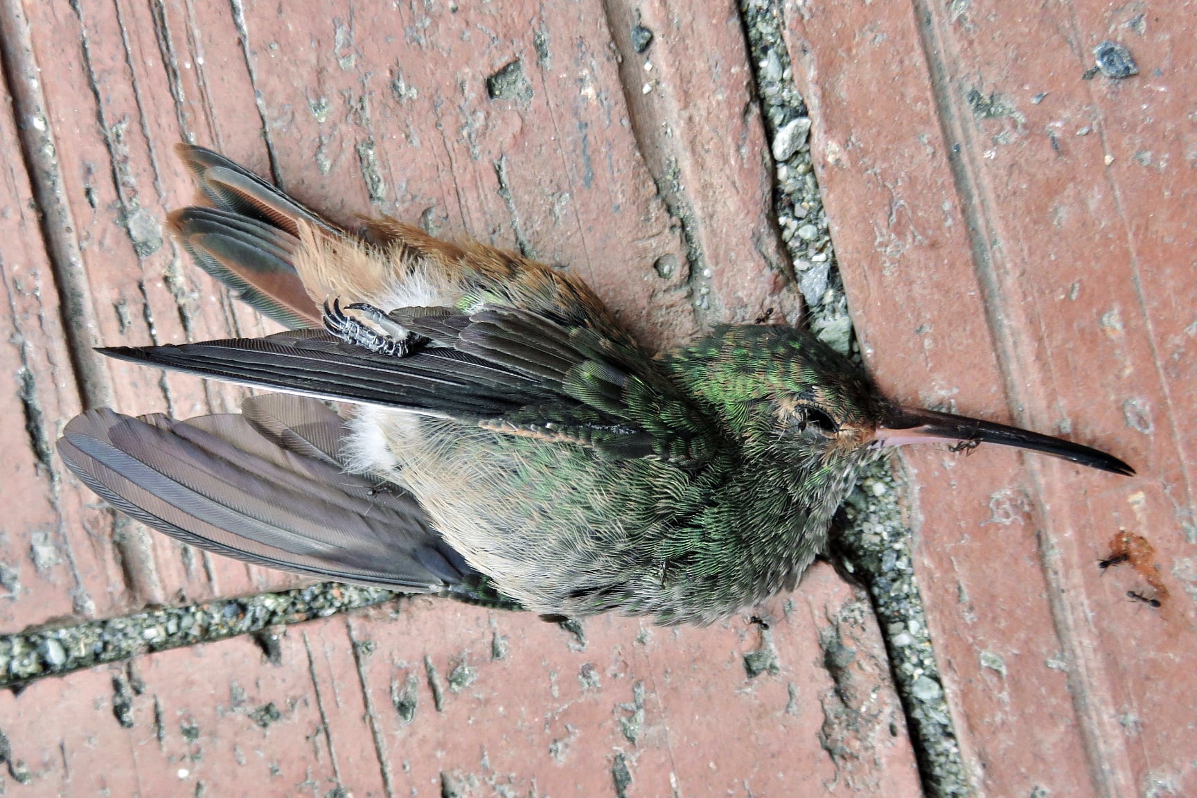 Colibrí muerto contratapa