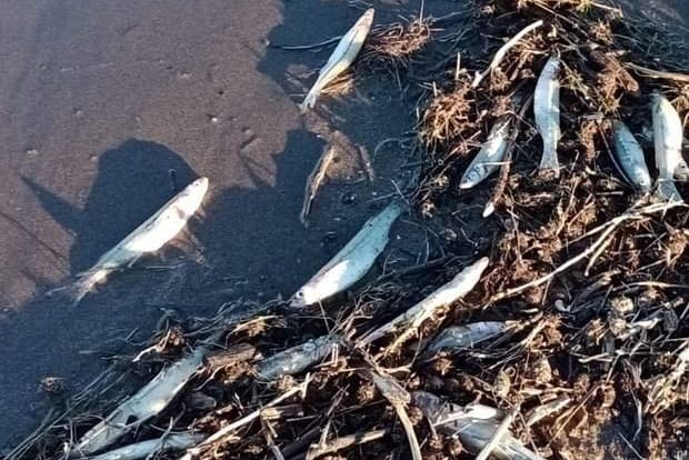 Mortandad de peces - San Juan