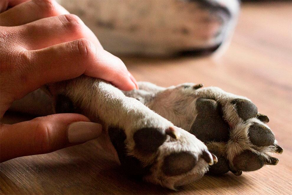 El collar funciona liberando pesticida en pequeñas proporciones que acaban con pulgas o garrapatas.