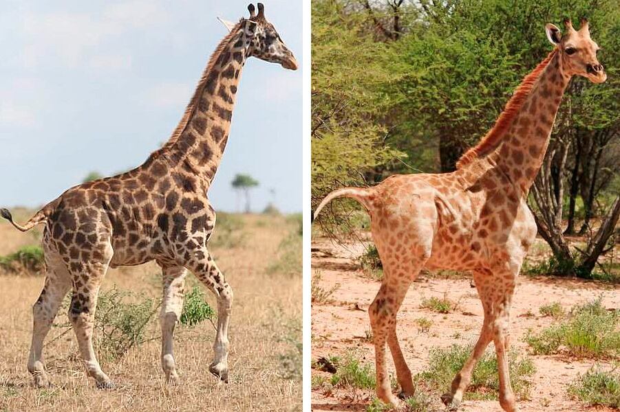 Las dos jirafas enanas encontradas en África.