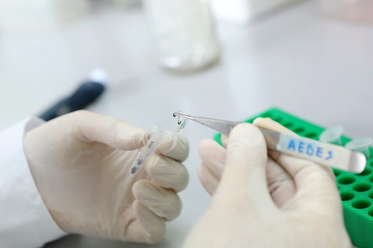 Mosquito Aedes aegypti, transmisor del dengue, zika y chicungunya