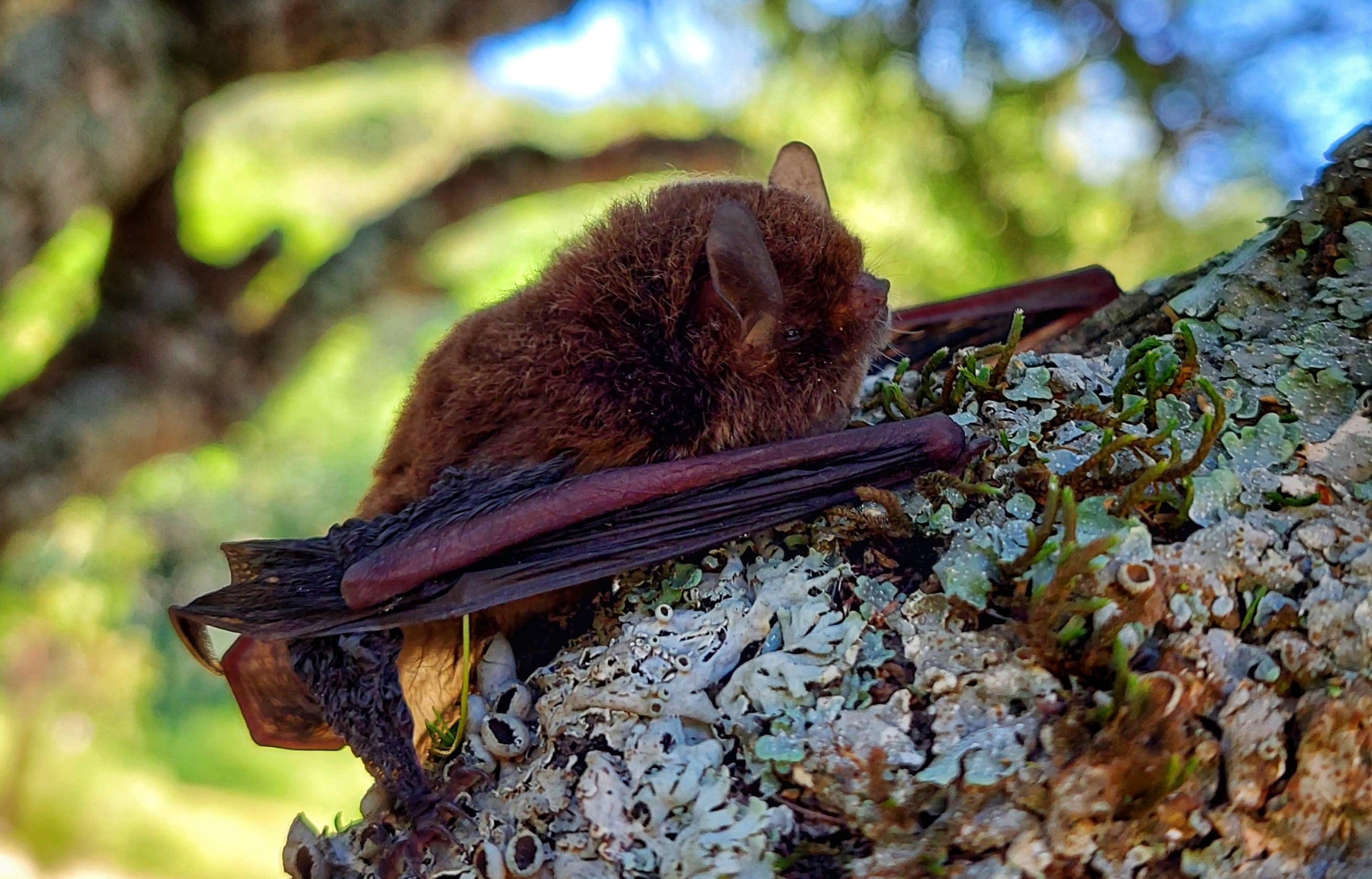 Los murciélagos son mamíferos.