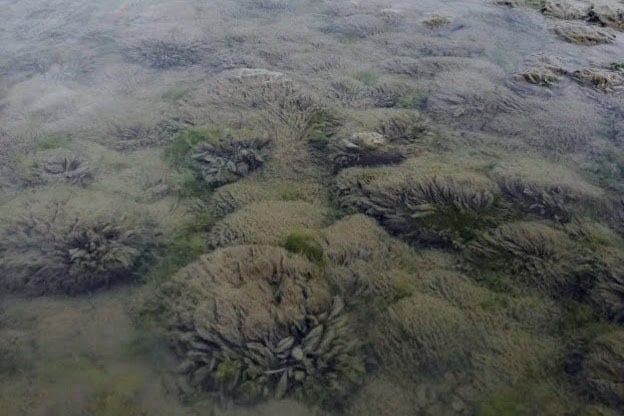 El didymo, más popularmente conocido como “moco de roca” (Didymosphenia geminata), es una “microalga con alto poder de propagación.
