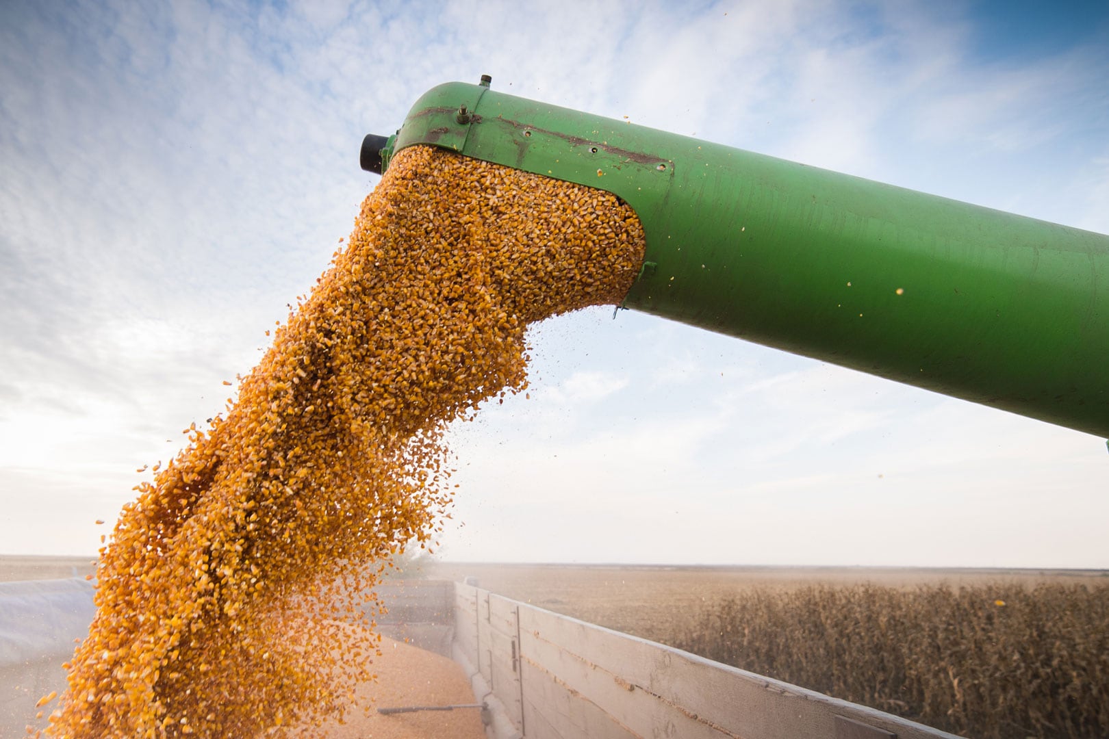 El precio del maíz bajó 1 por ciento.