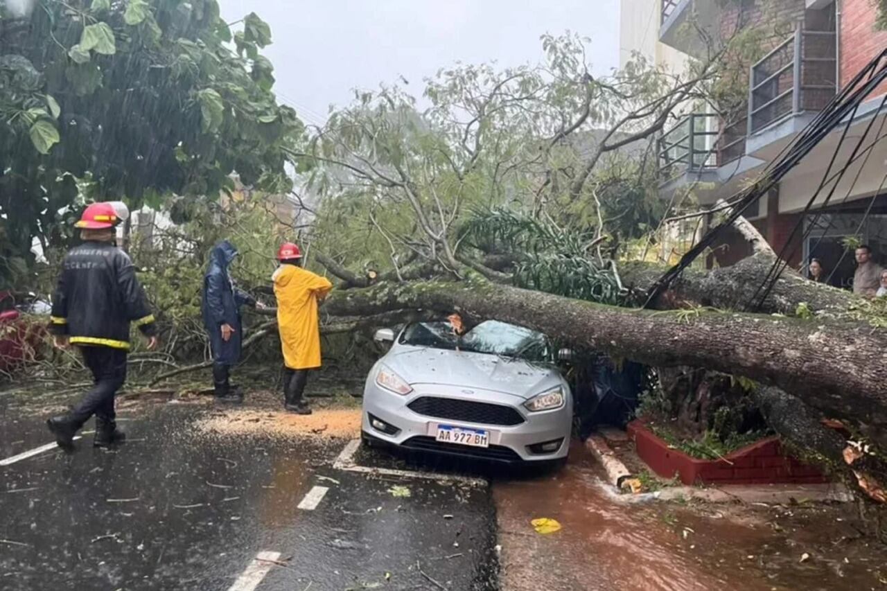 Hubo caída de árboles por el temporal.