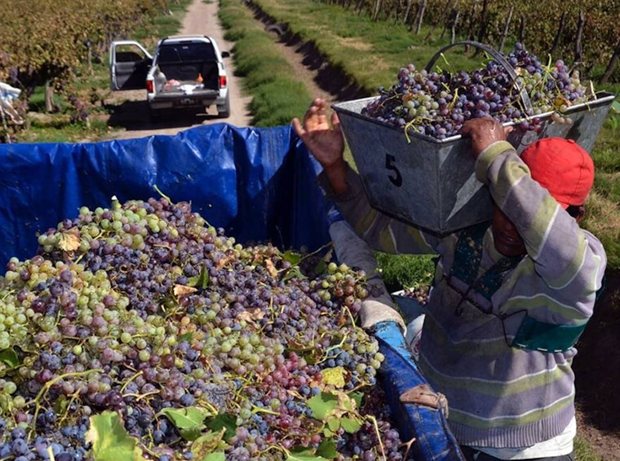 vendimia 2025-08/01/2025