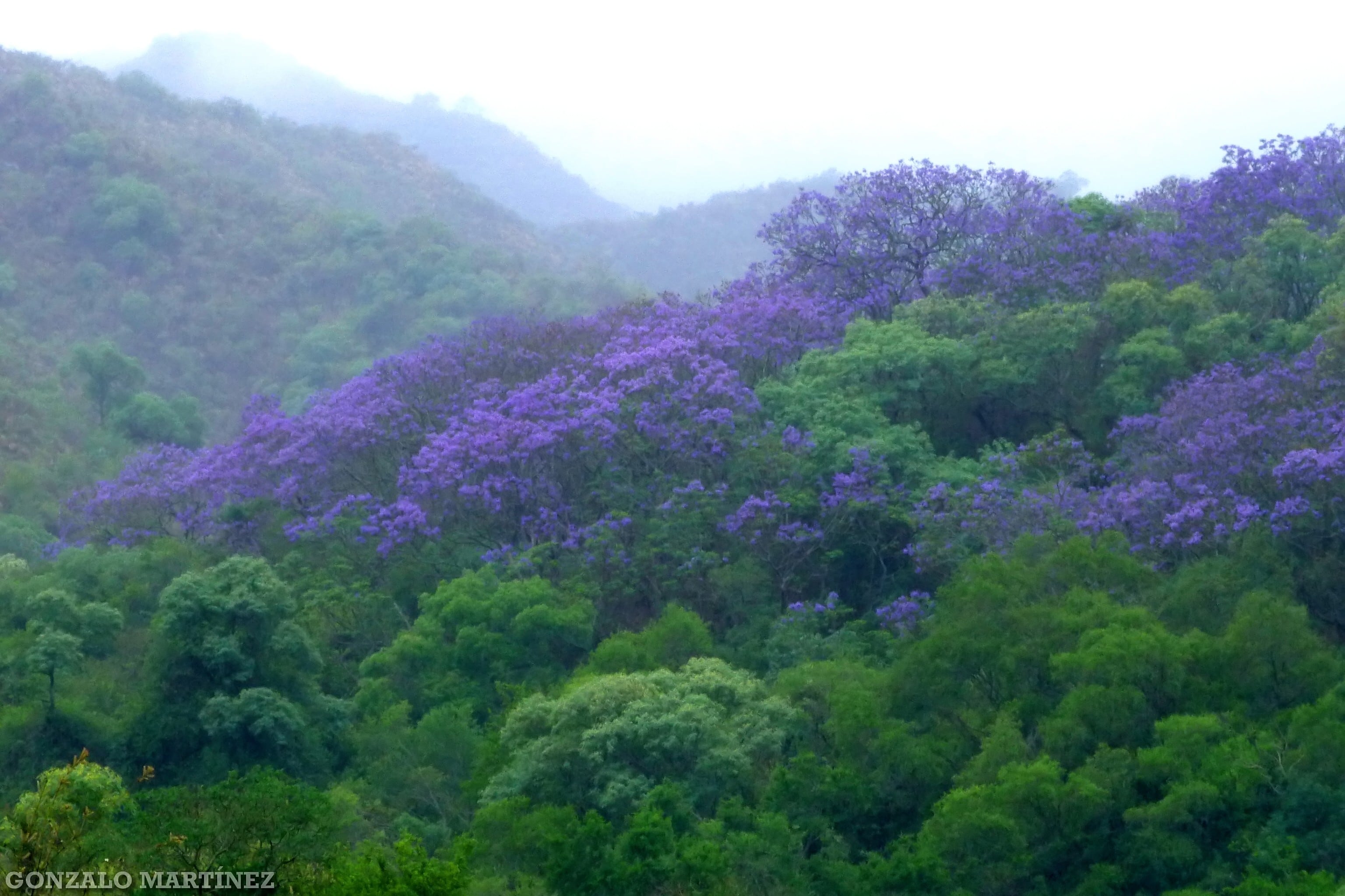Jacarandá en su hábitat natural.