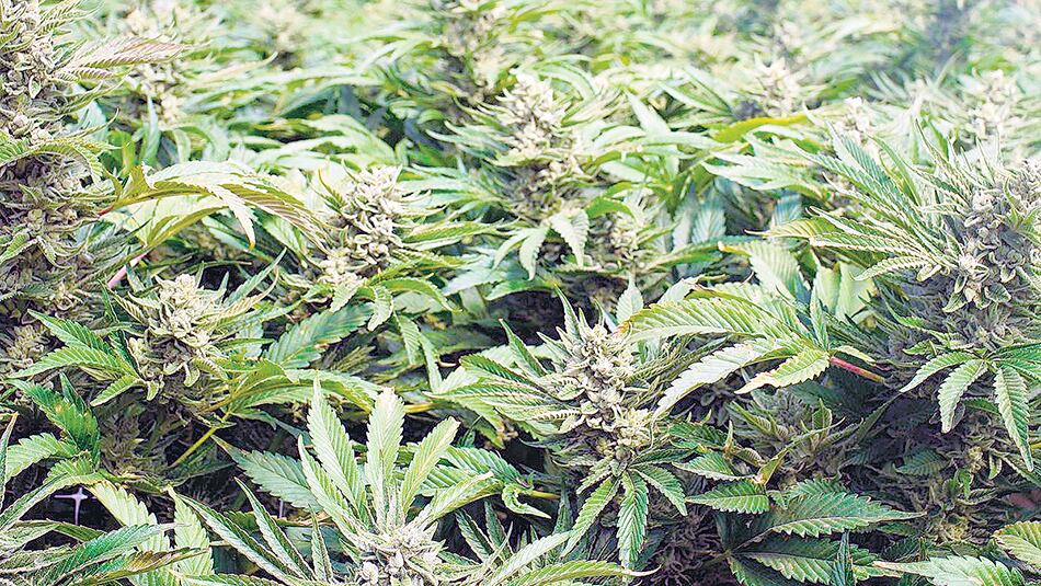 La sociedad entre Cannabis Avatara y Green Leaf Farms fue muy criticada.