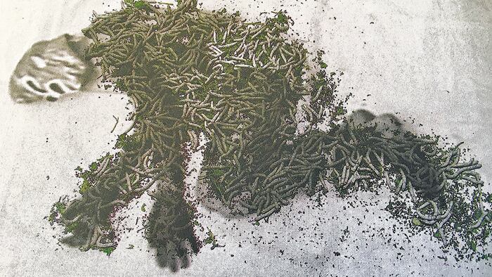 Santo Job, 2006, de Restrepo. Videoinstalación, proyección sobre gusanos de seda vivos, ramas y hojas.