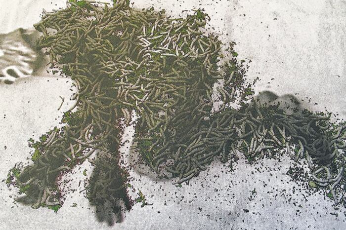 Santo Job, 2006, de Restrepo. Videoinstalación, proyección sobre gusanos de seda vivos, ramas y hojas.