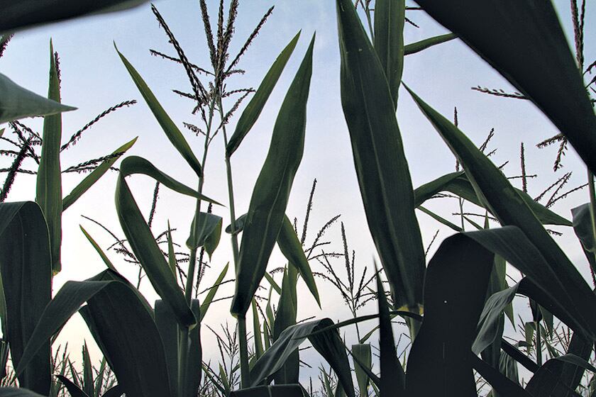 El informe detalla vínculos entre funcionarios y empresas.