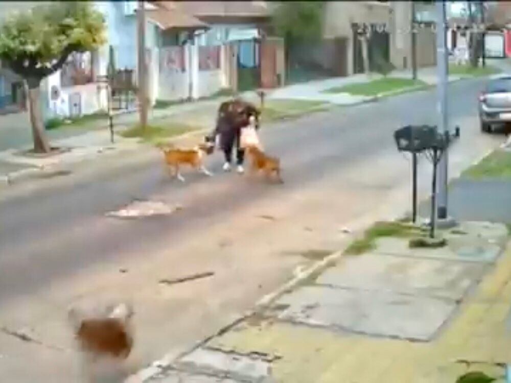 Un momento del ataque de los perros. 