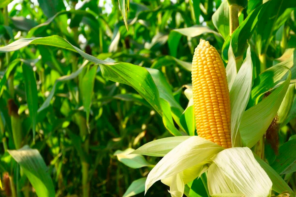 Se espera una desaceleración de los commodities.