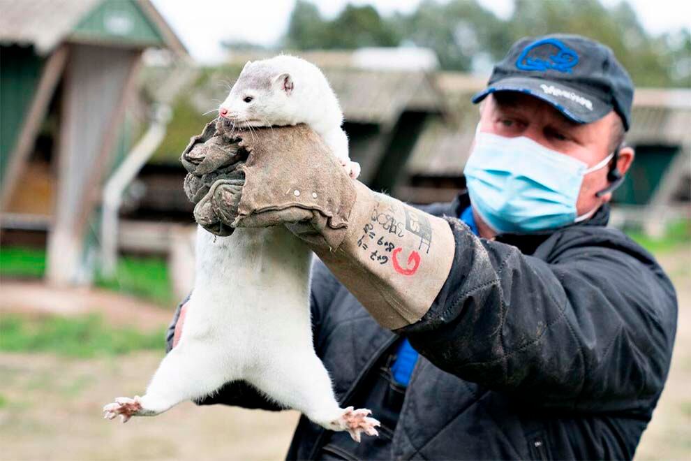 La reforma legal impulsada ahora por el Gobierno socialdemócrata contempla la prohibición de criar visones hasta el 31 de diciembre de 2021.