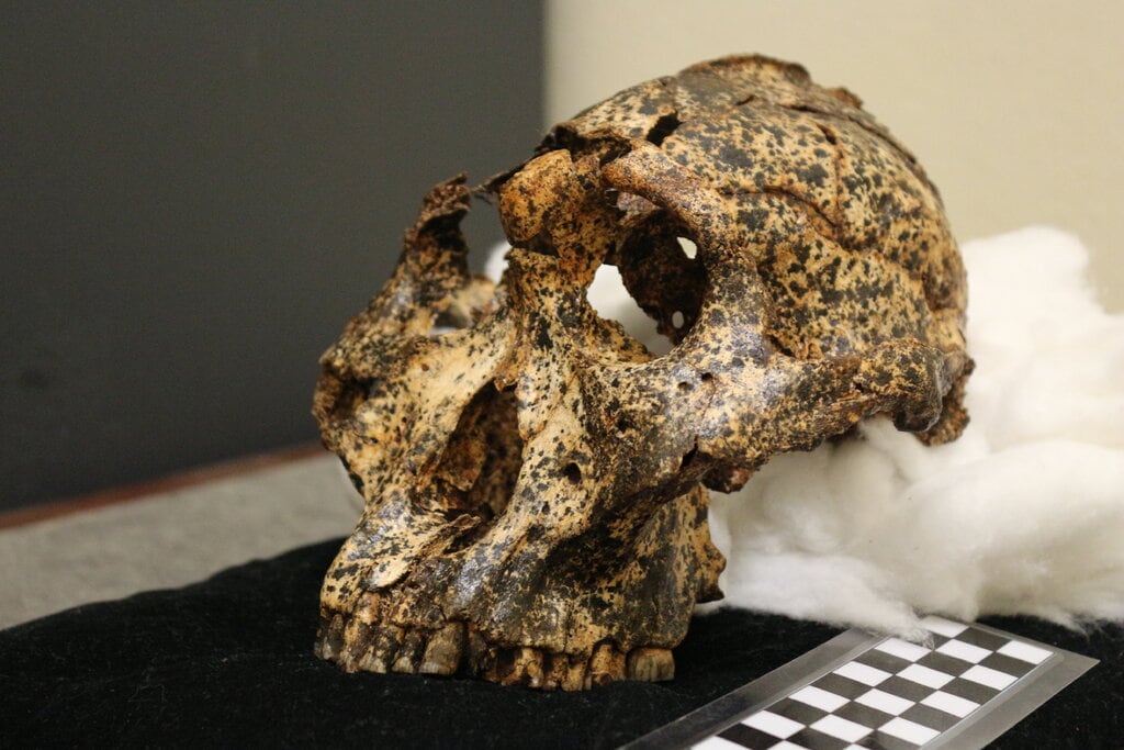 El cráneo muestra cambios en la especie humana extinta Paranthropus robustus.