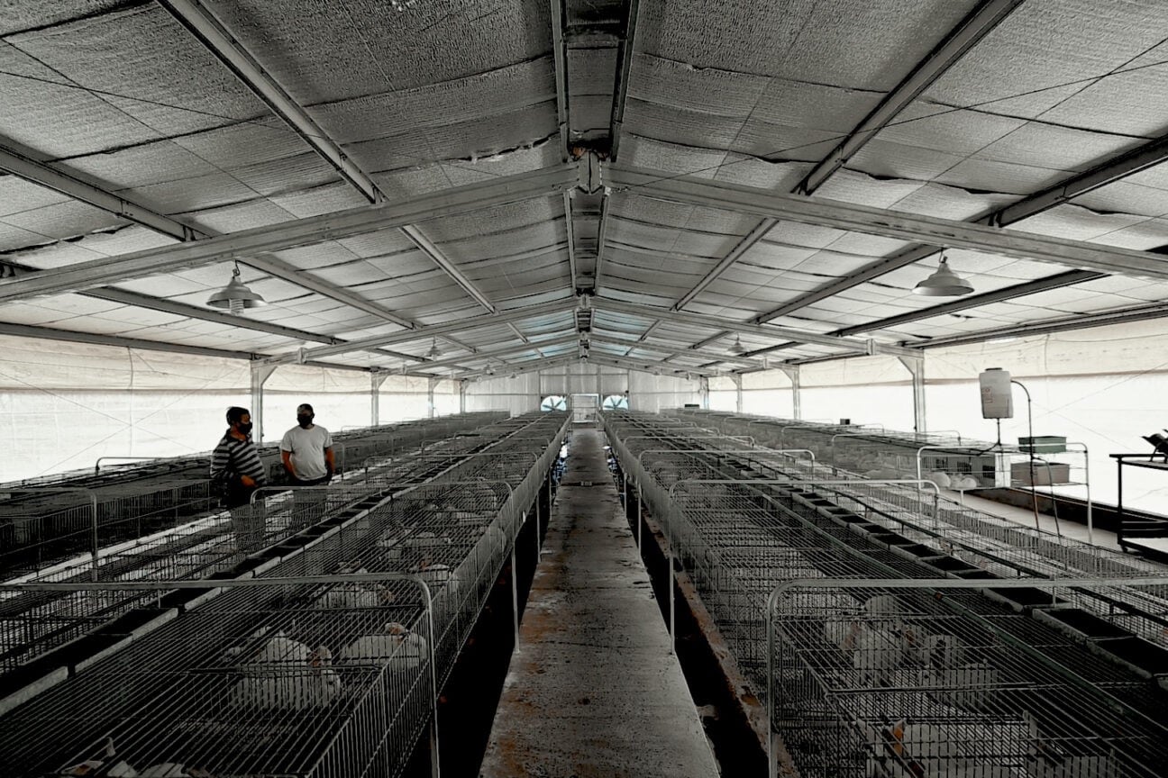 La empresa Granja Cunícola produce alrededor de 600 kilos de carne de conejo al mes.