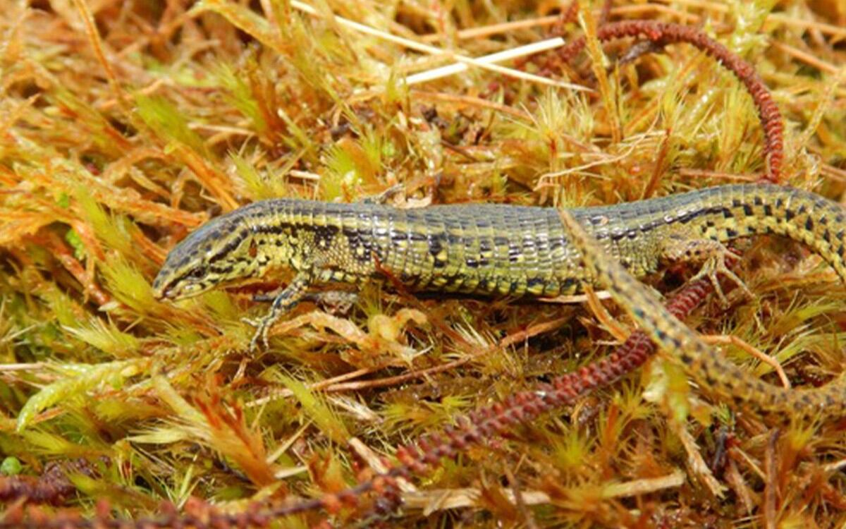 La nuevo especie del género "Proctoporus" descubierta en el Parque Nacional Otishi (Foto: AFP).