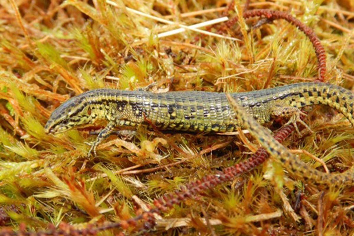 La nuevo especie del género "Proctoporus" descubierta en el Parque Nacional Otishi (Foto: AFP).