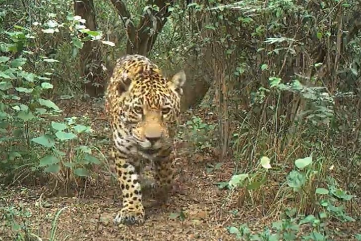 Se produjo el avistamiento histórico de una hembra de yaguareté junto a su cría en El Impenetrable chaqueño