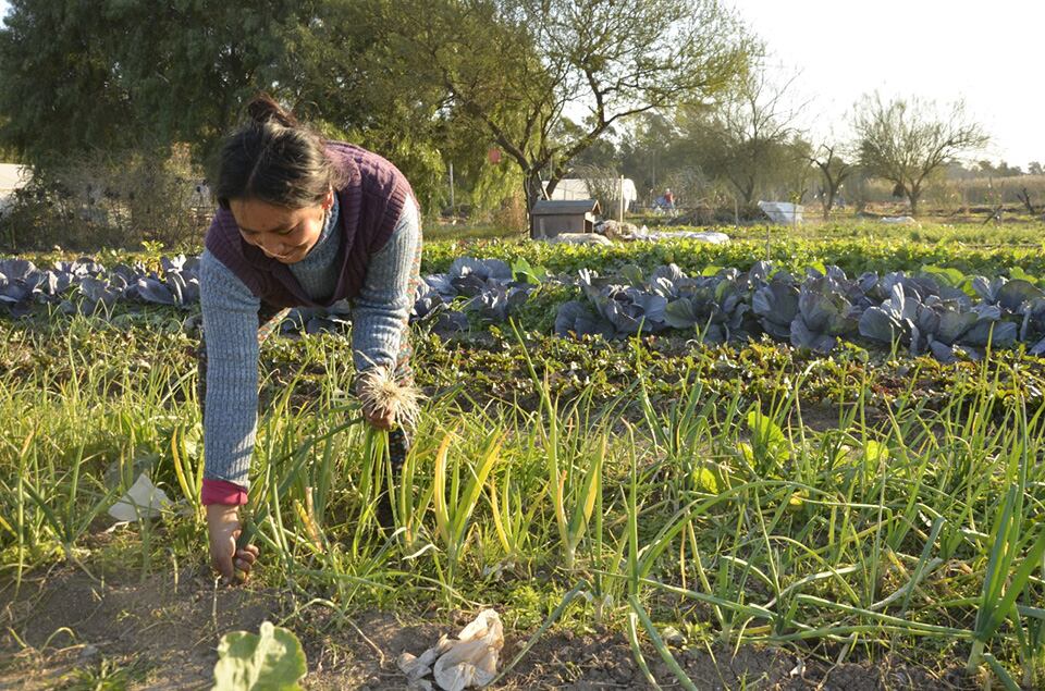La iniciativa del Departamento Ejecutivo avanza sobre 800 hectáreas hoy ocupadas por actividades frutihortícolas