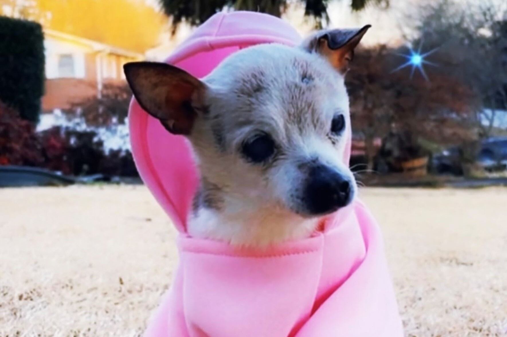 Foto: Instagram/ pebbles_since_2000.