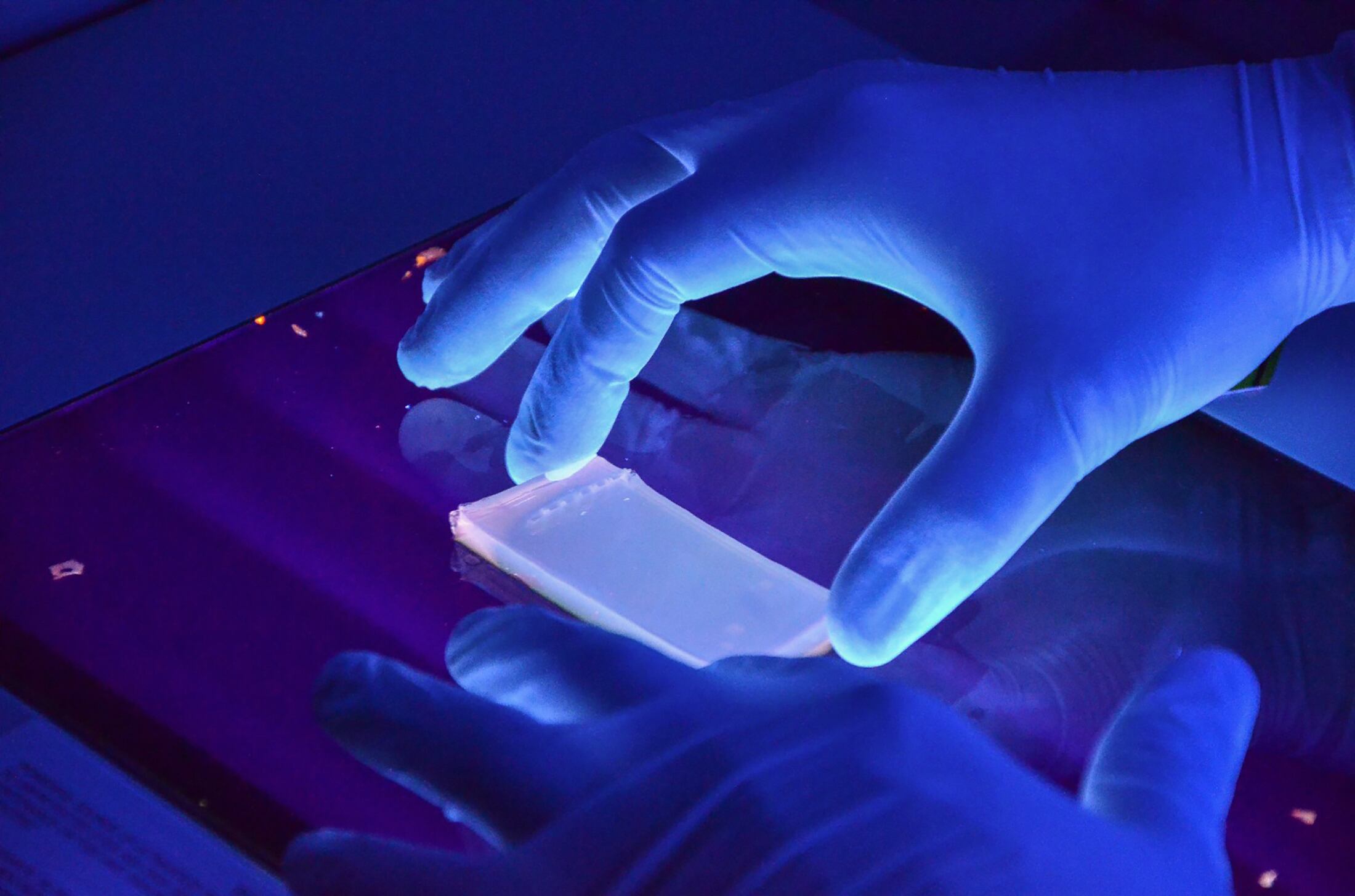 Las bacterias del género Rhodococcus son capaces de reciclar materia en el ambiente.