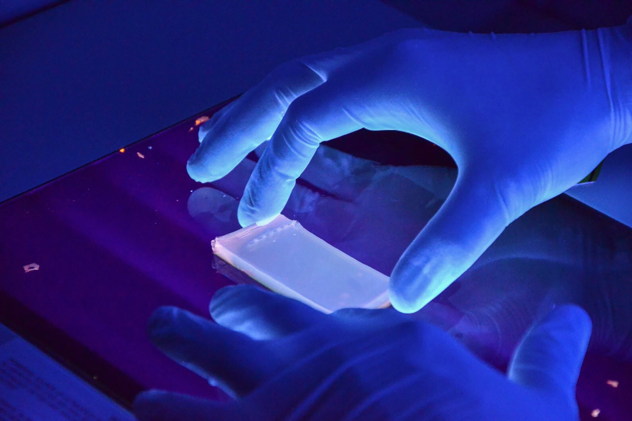 Las bacterias del género Rhodococcus son capaces de reciclar materia en el ambiente.