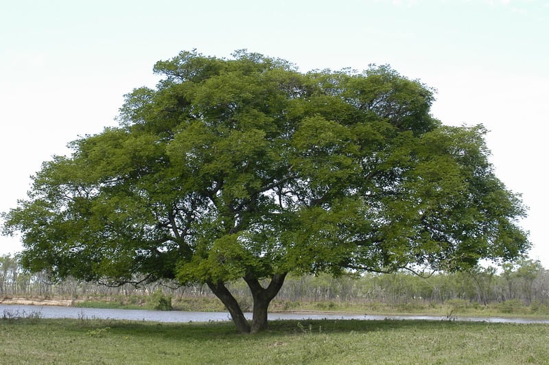 Pacará o timbó.