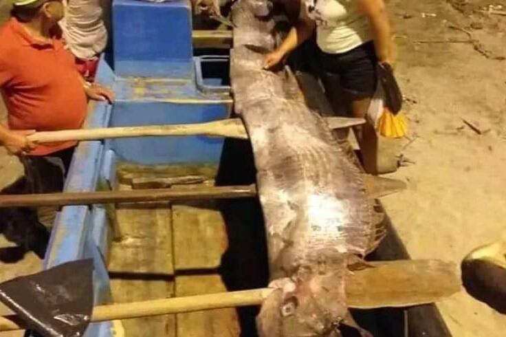 Hallan un pez remo en la playa Tonsupa de Ecuador. Imagen: captura de video. 