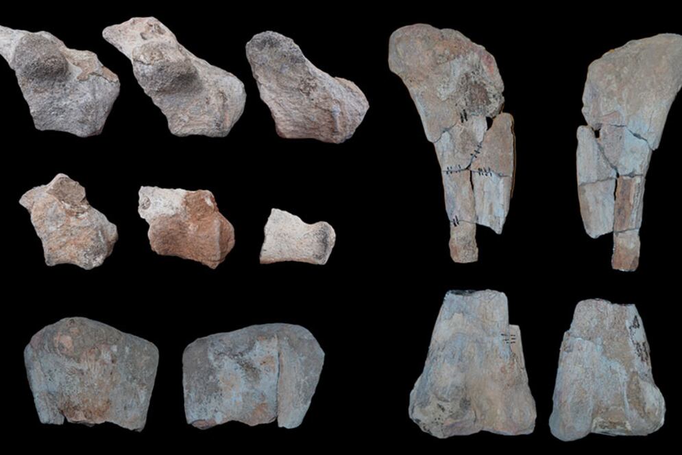 Algunos de los fósiles hallados.