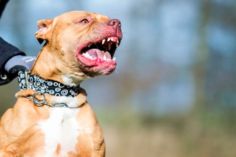 Una nena de 4 años está internada en estado delicado por el ataque de un pitbull