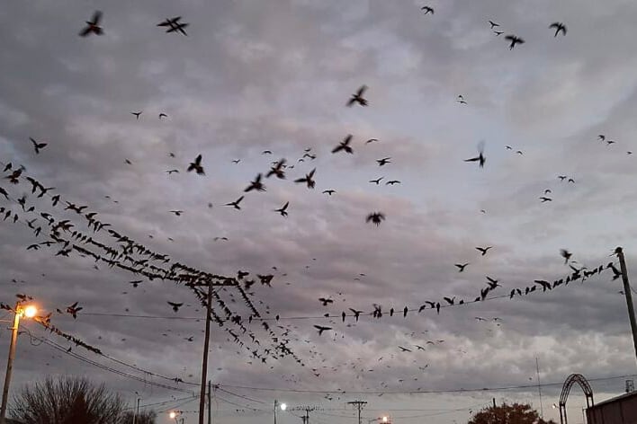 Se calcula que hay 10 o 11 loros por habitante.