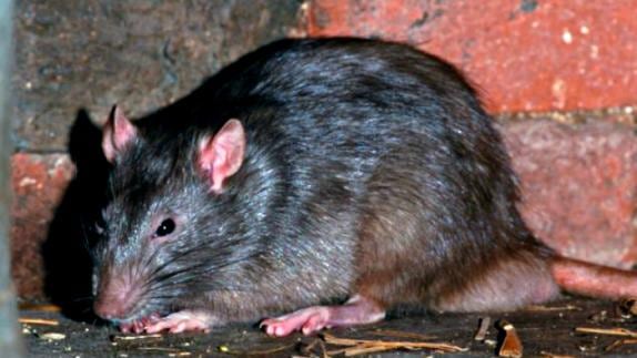 El hantavirus es una enfermedad viral aguda grave para la cual no existe una vacuna eficaz ni tampoco un tratamiento específico.