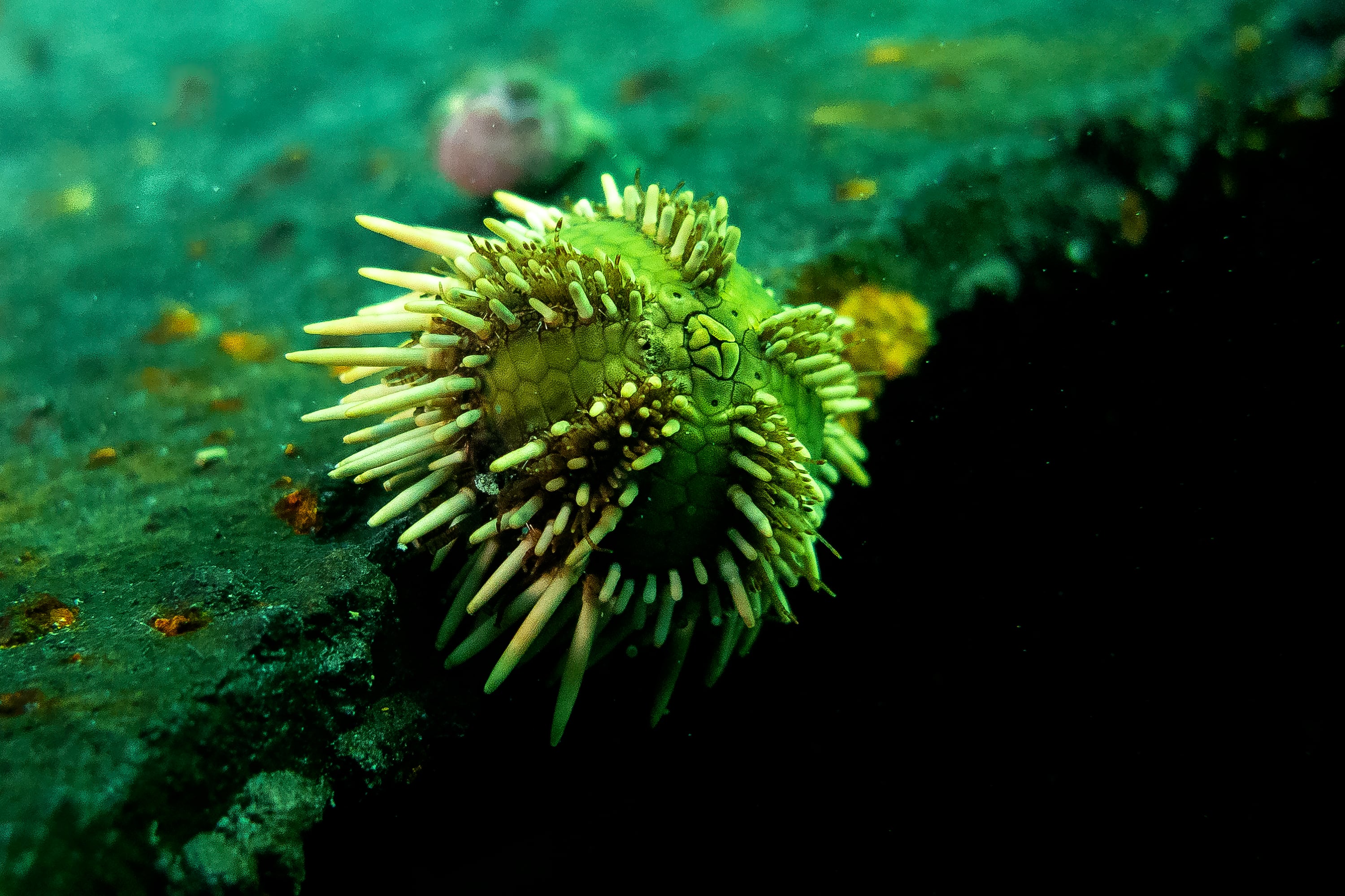 El erizo de mar es un invertebrado marino que habita el mar argentino.