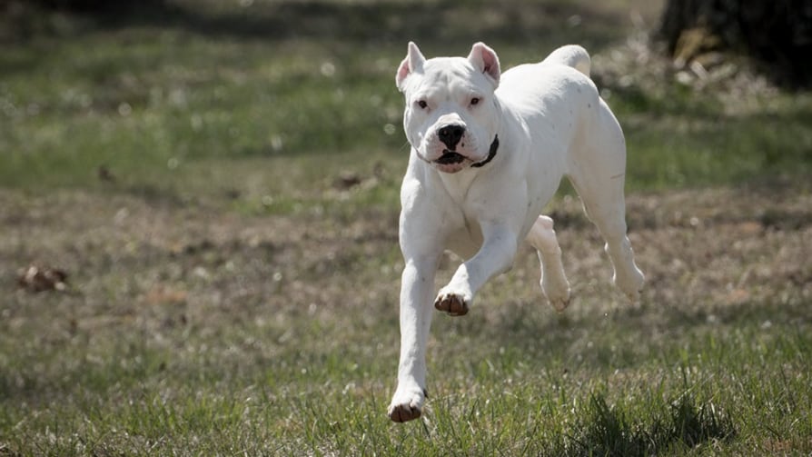 Los dos perros raza dogo argentino fueron matados a apuñaladas por parte de un hombre que intentó defender a su hija del ataque.