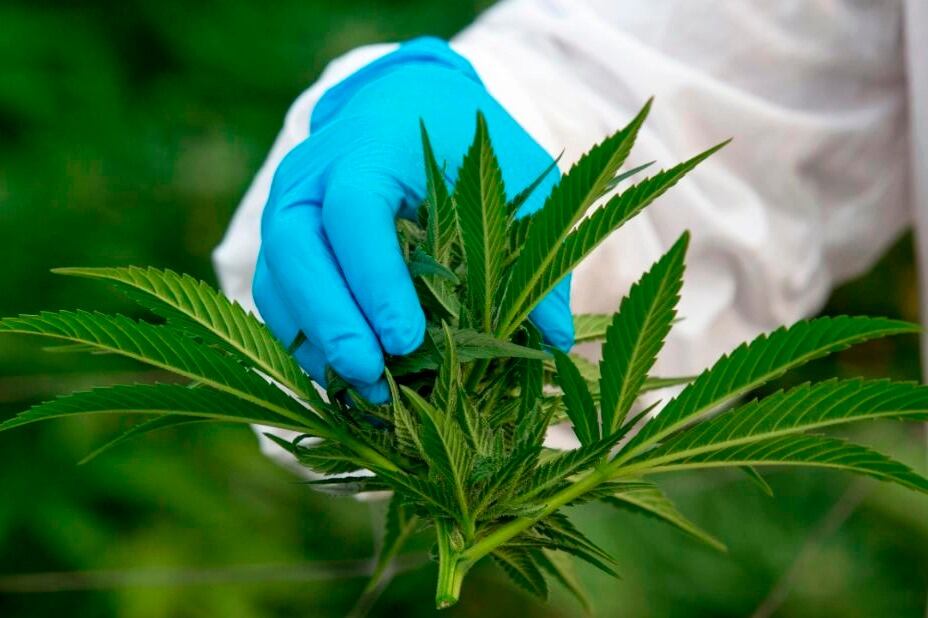En 2020 se habilitó el cultivo de cannabis con fines de medicionales, así como la venta de aceite en farmacias.