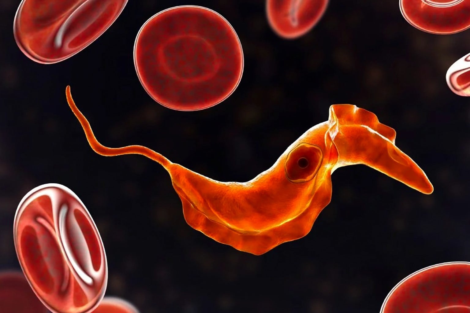 Parásito Trypanosoma cruzi