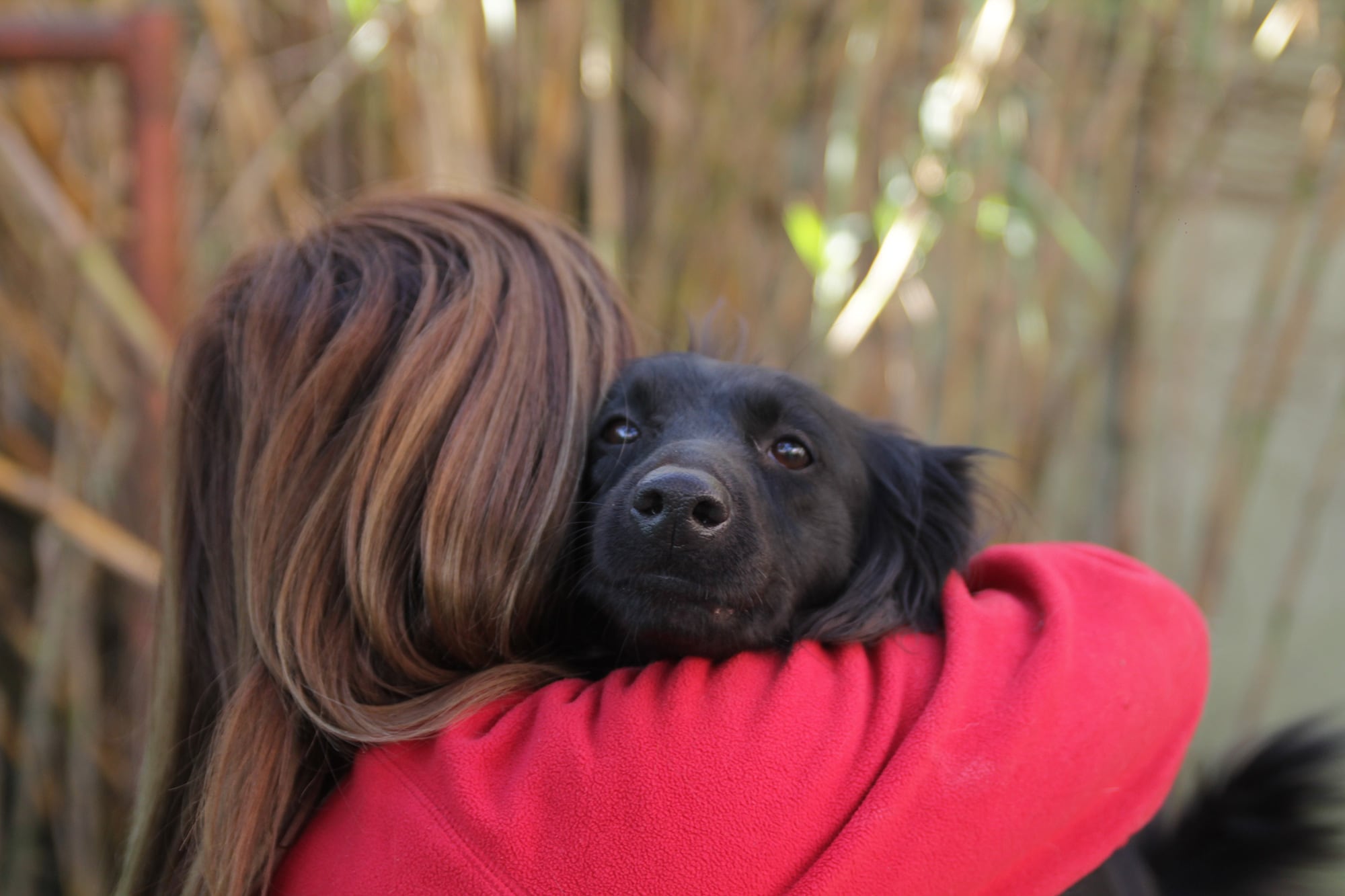 Proyecto 4 patas, uno de los refugios que recibe animales y gestiona su adopción (Proyecto 4 patas)