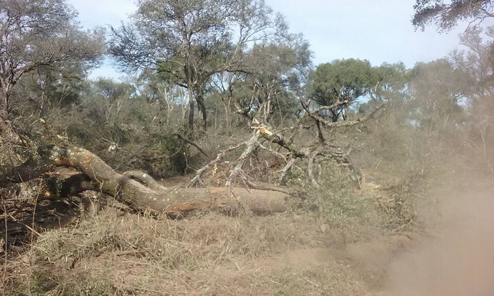 Se afectó una hectárea.