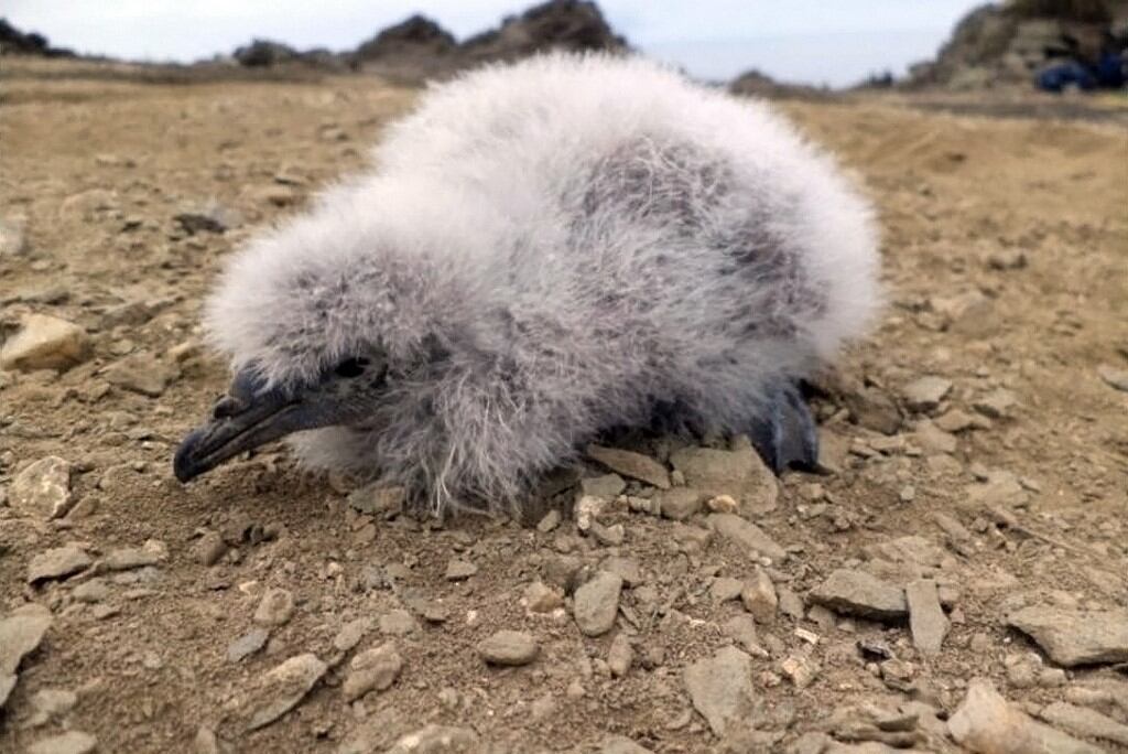 Petrel buceador o yunco, un ave marina que habita la Isla Chañaral en Chile