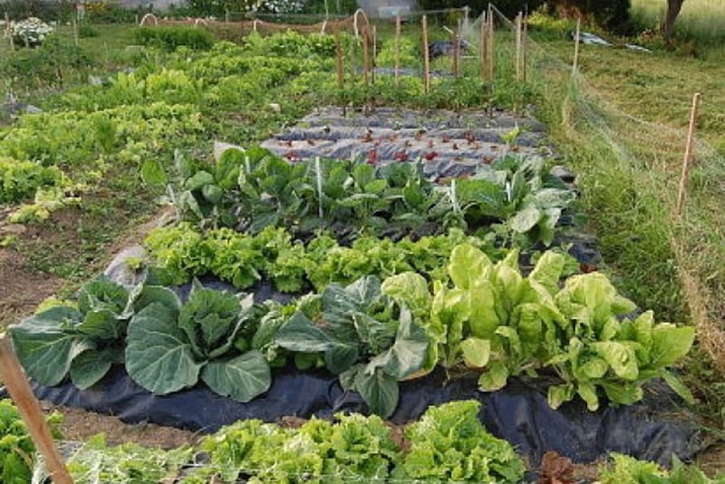 El productor familiar perdió un 25% de explotaciones entre 2002 y 2018.